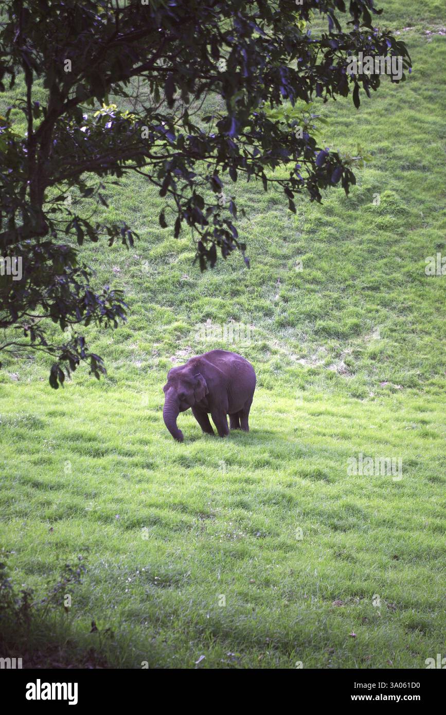 elephant elephas maximus, Munnar, Kerala, Inde, Asie Banque D'Images