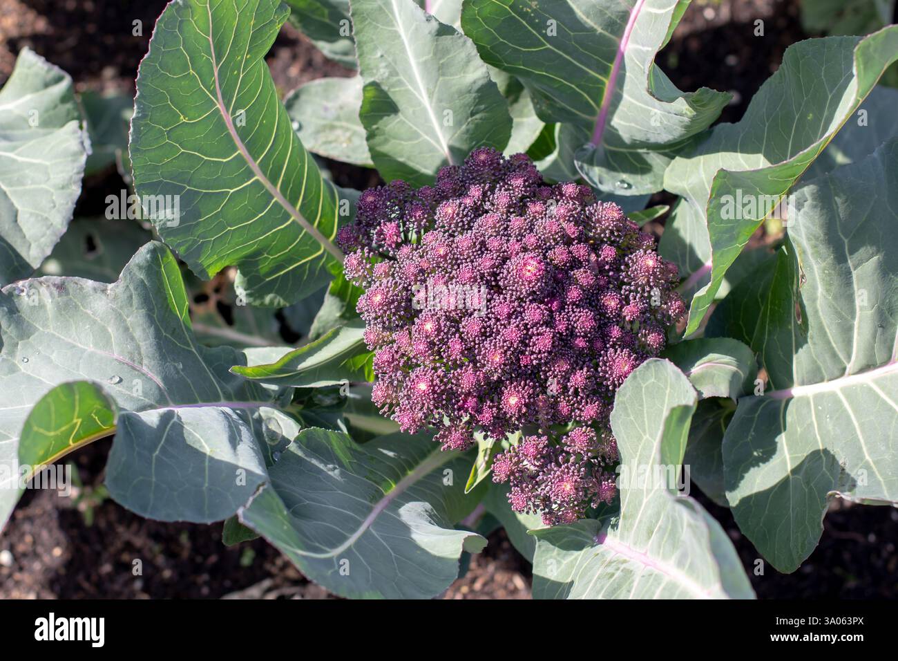 Cultivar de brocoli avec têtes de fleurs violettes ou bouquets. Brassica oleracea var. plante végétale italica. Banque D'Images