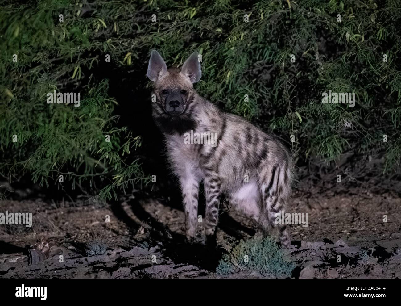 Une Hyena rayée (Hyaena hyaena) la nuit. Gujarat, Inde. Banque D'Images