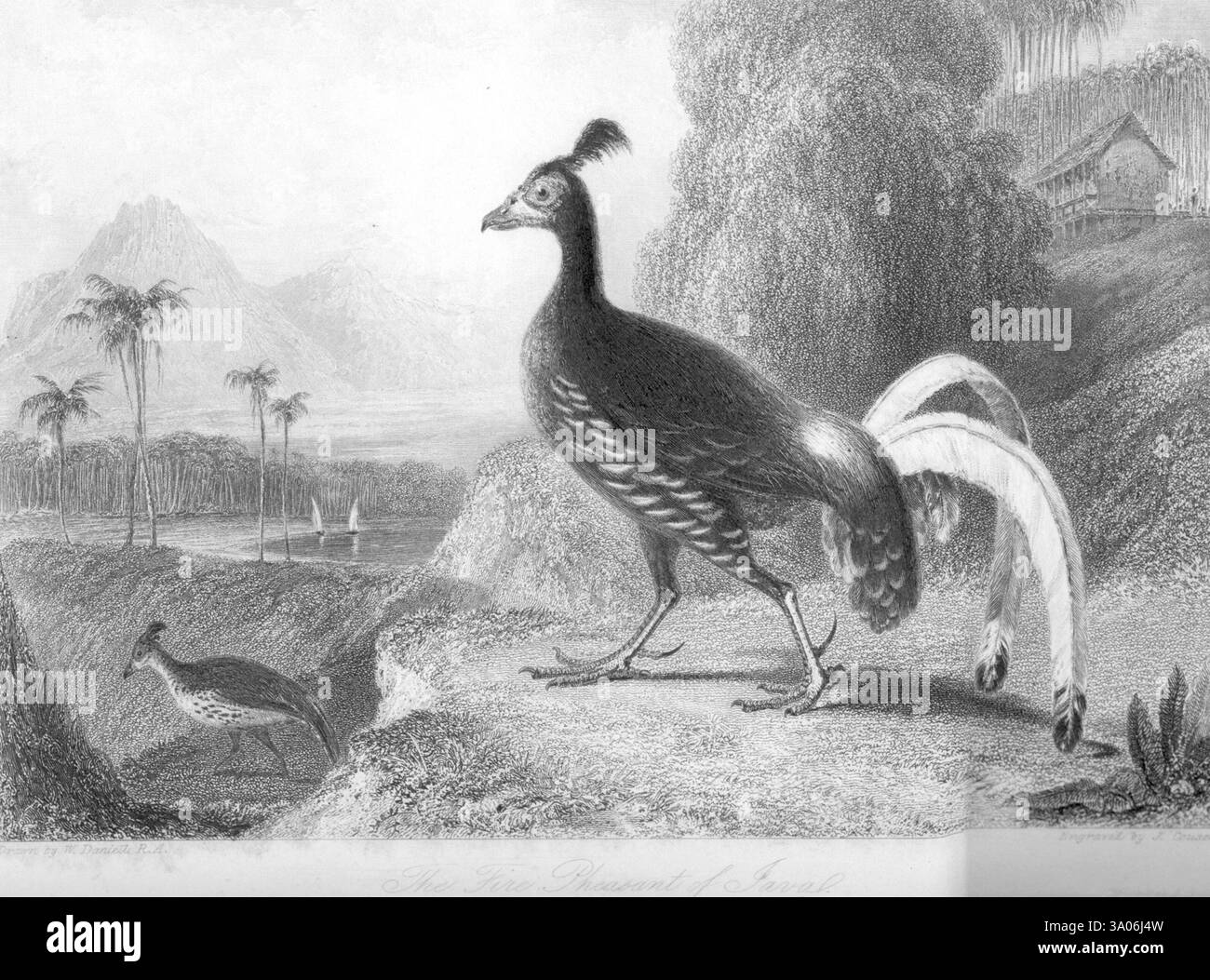 Fin faisan de Javal, Inde, Asie Banque D'Images