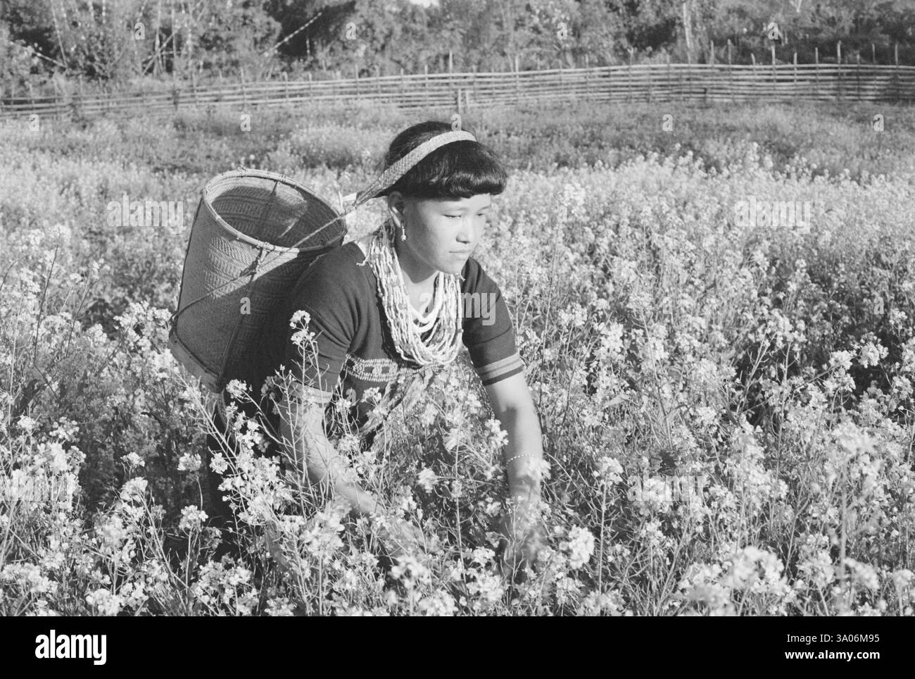 Dame de la tribu Mishmi au travail dans le champ de moutarde dans le district de Lohit, Arunachal Pradesh, Inde NO MR Banque D'Images