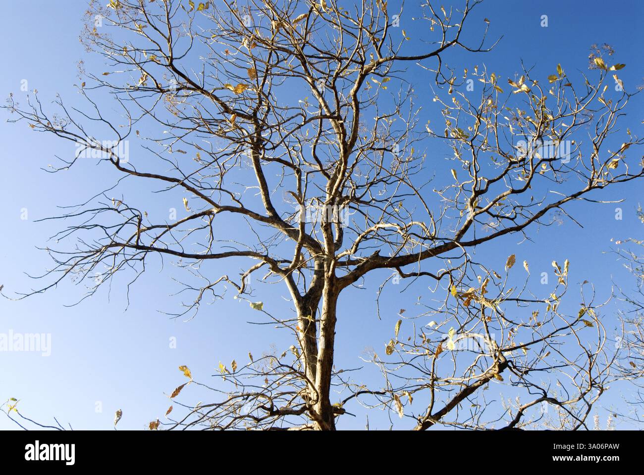 Lumière tôt le matin sur le sag ou l'arbre de teck, vue de Bhimkund point à Chikhaldara, district Amravati, Maharashtra, Inde, Asie Banque D'Images