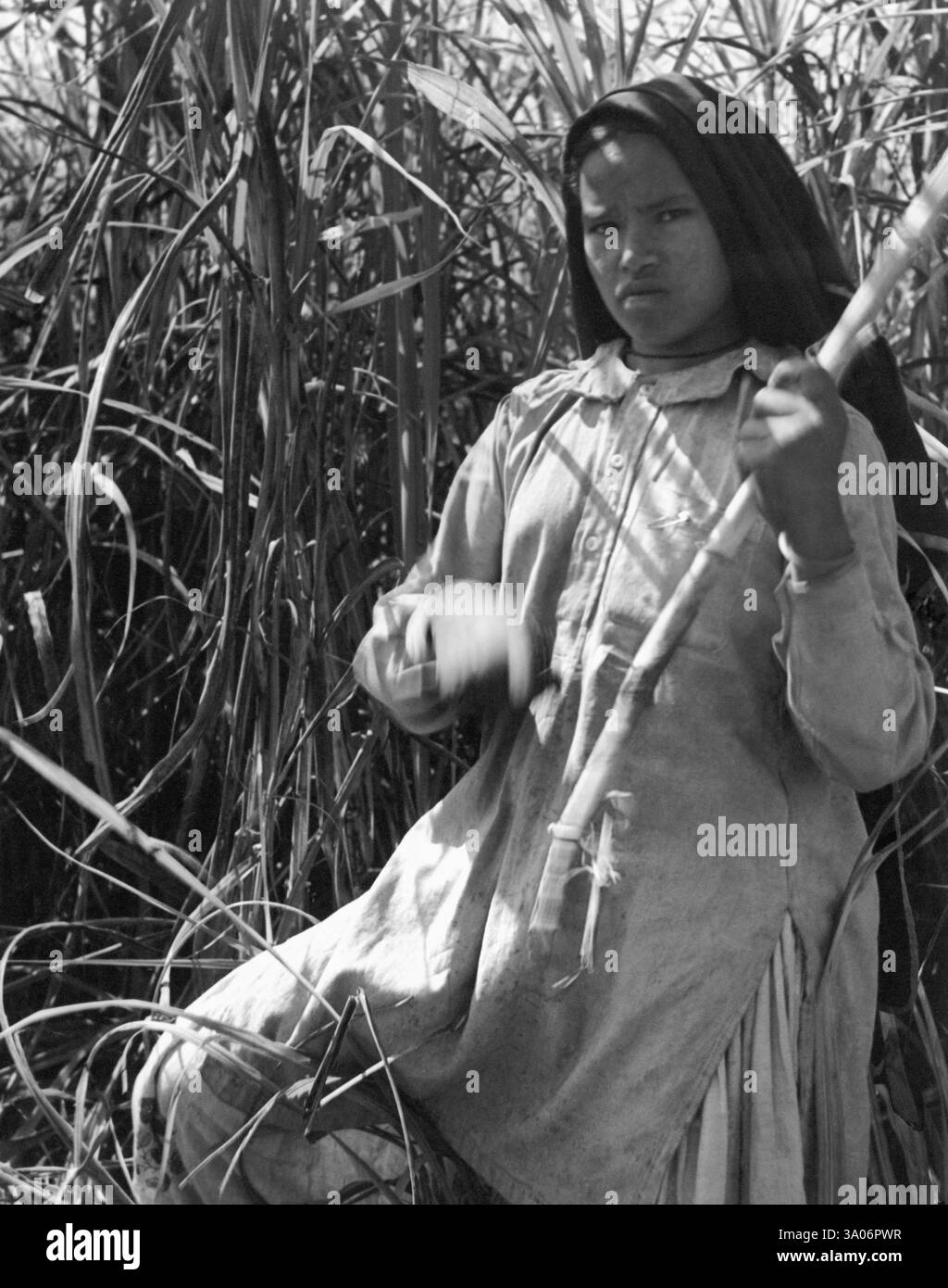 Travailleuse indienne récoltant des récoltes de canne à sucre, Saharanpur, Uttar Pradesh, Inde 1940's NO MR Banque D'Images