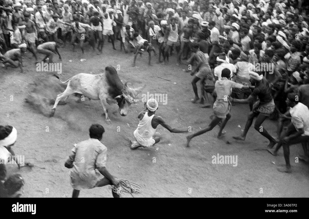 Jallikattu Bull domptant pendant la fête du pongal, Alanganallur, Madurai, Tamil Nadu, Inde, Asie Banque D'Images