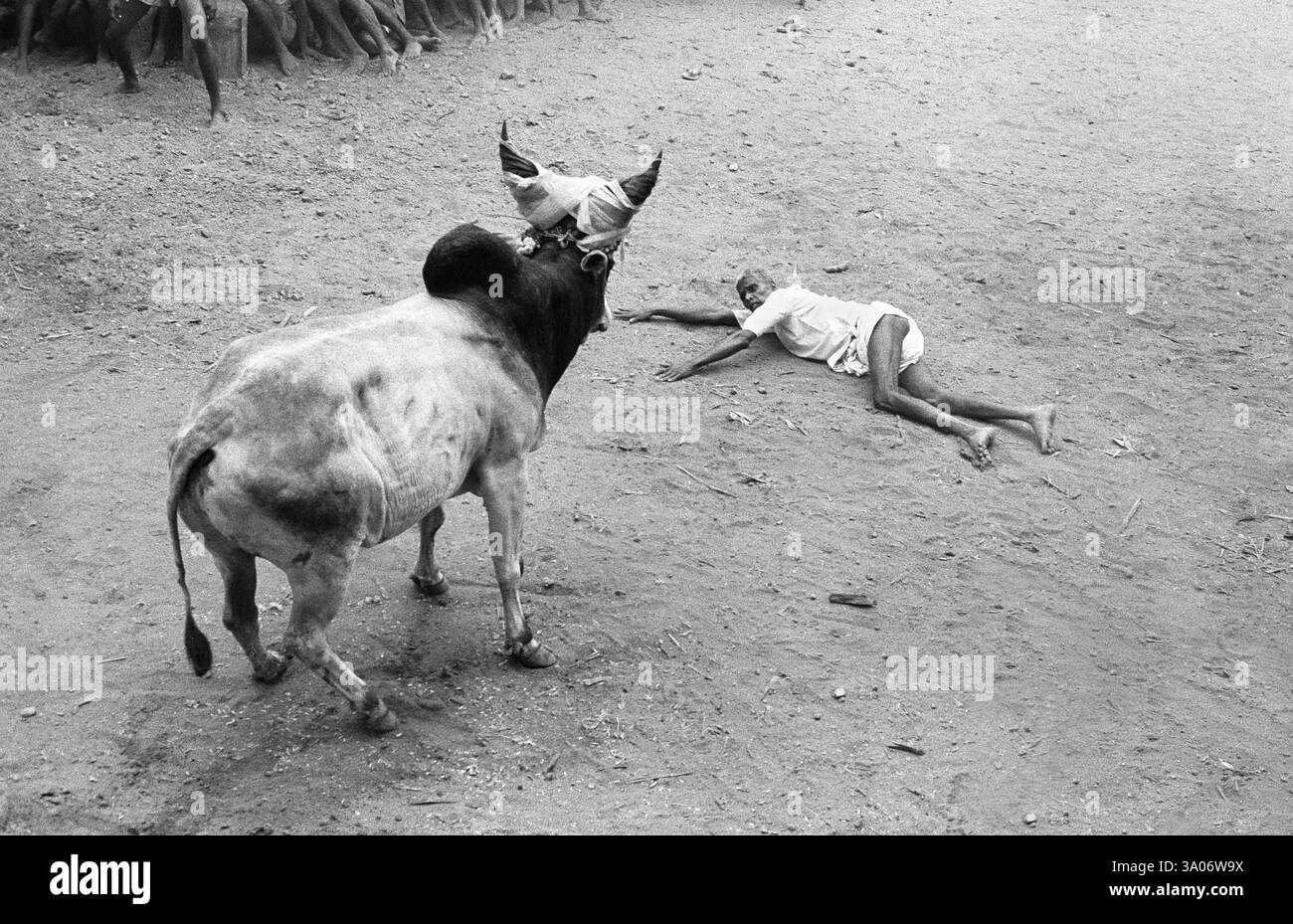 Jallikattu Bull apprivoiser dans le festival pongal, Alanganallur, Madurai, Tamil Nadu, Inde, Asie Banque D'Images