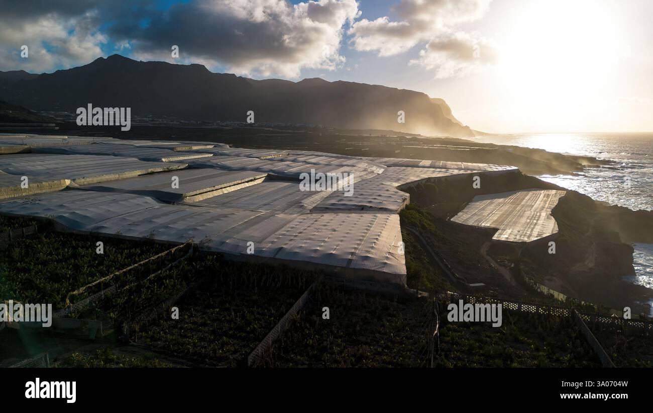 Serre en plastique dans une plantation de bananes à Buenavista del Norte sur la côte nord de Tenerife dans les îles Canaries, Espagne Banque D'Images