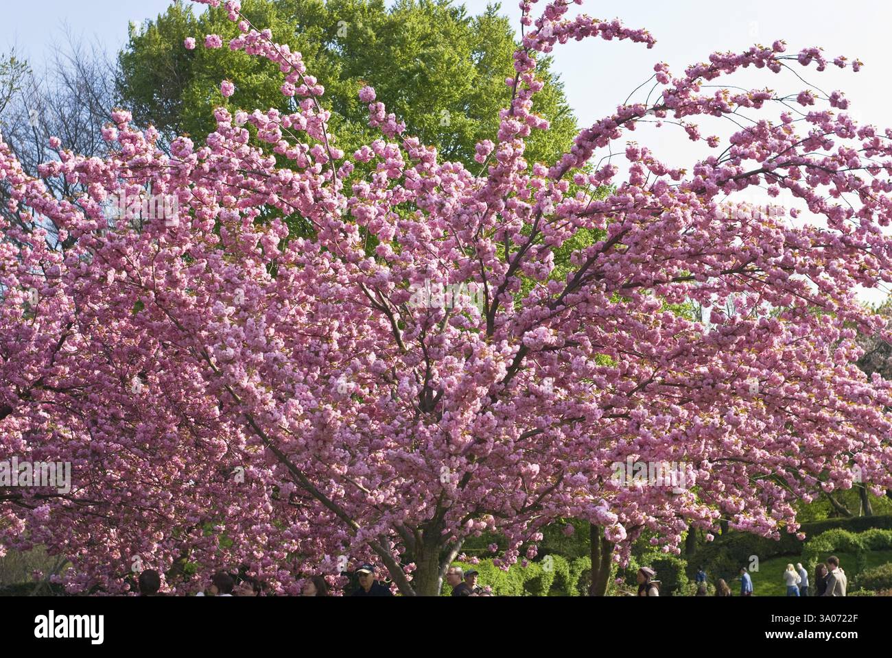 Cerisiers en fleurs au Botanical Garden, Brooklyn, New York, USA États-Unis d'Amérique Banque D'Images