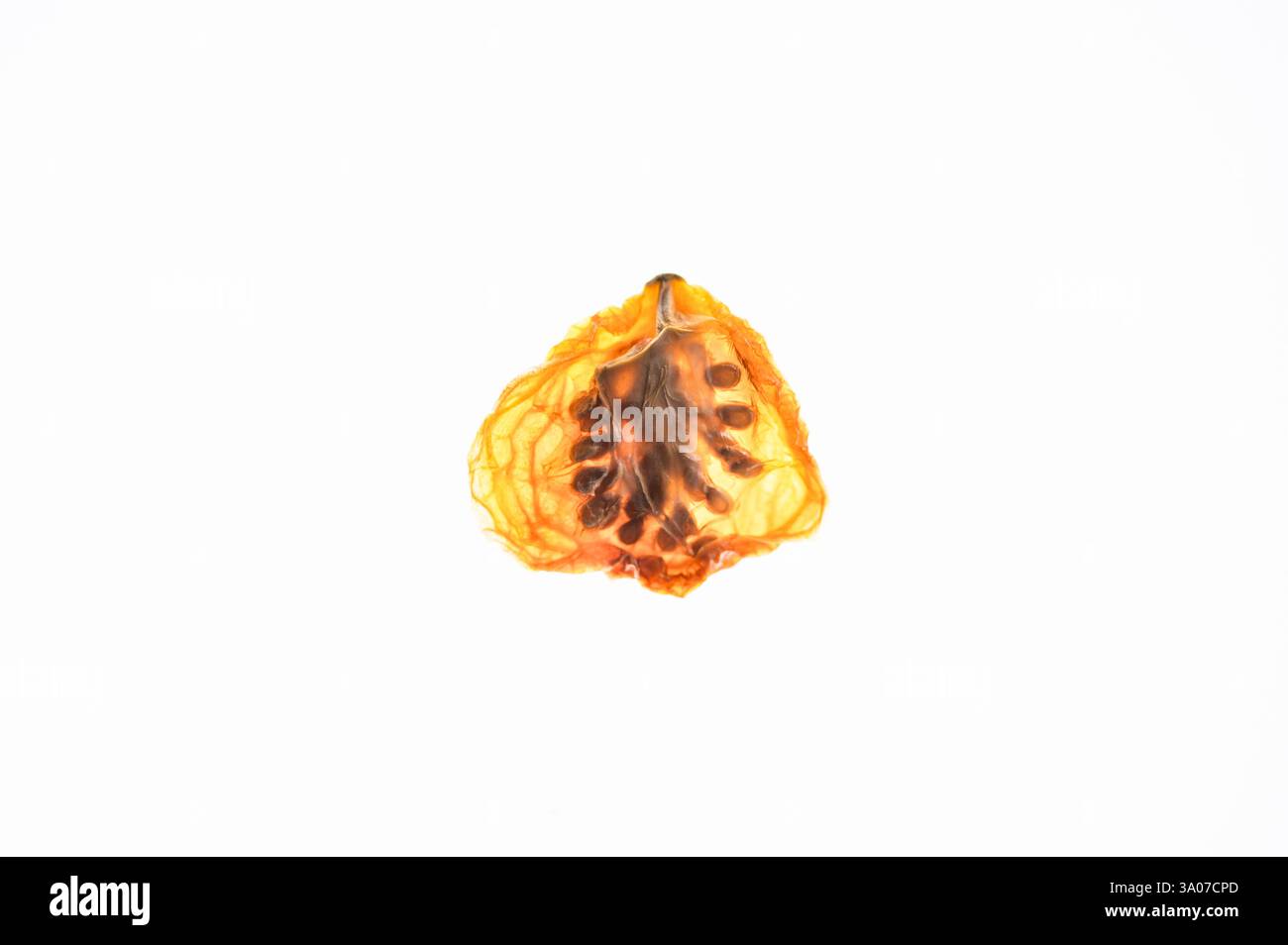 Tomate cerise séchée de forme impaire avec des graines, rétro-éclairé sur fond blanc Banque D'Images