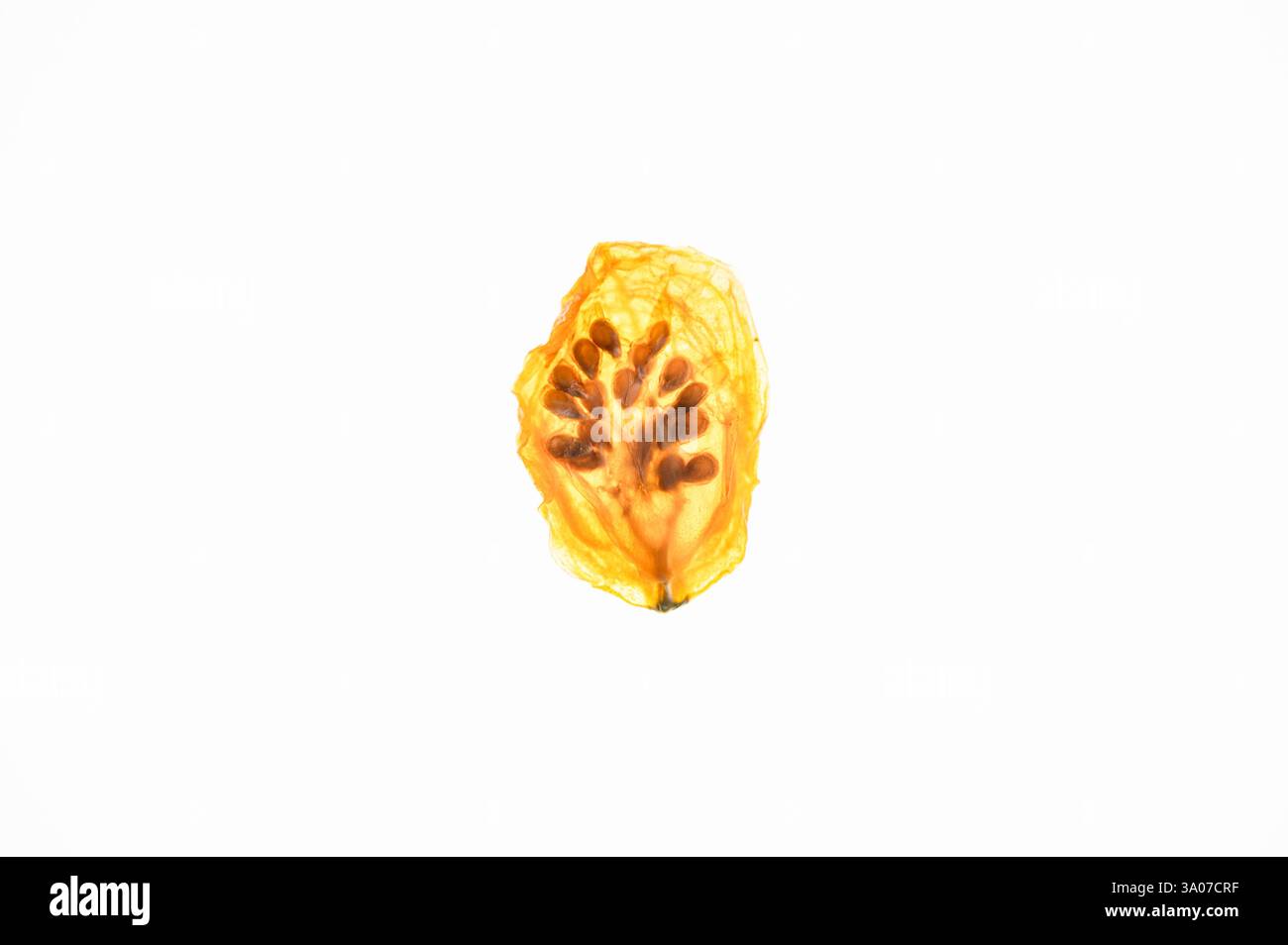 Tomate cerise séchée ovale, rétroéclairée sur fond blanc Banque D'Images