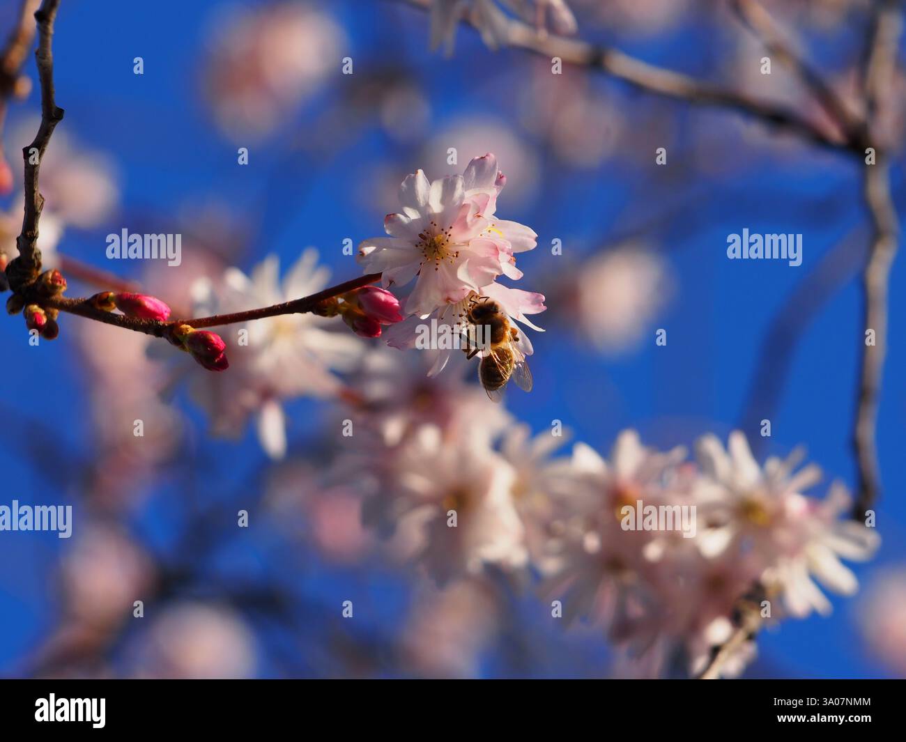 Gros plan isolé d’une abeille européenne (apis mellifera) sur la fleur de la cerise à fleurs hivernales (Prunus × subhirtella). Concept : pollinisation Banque D'Images