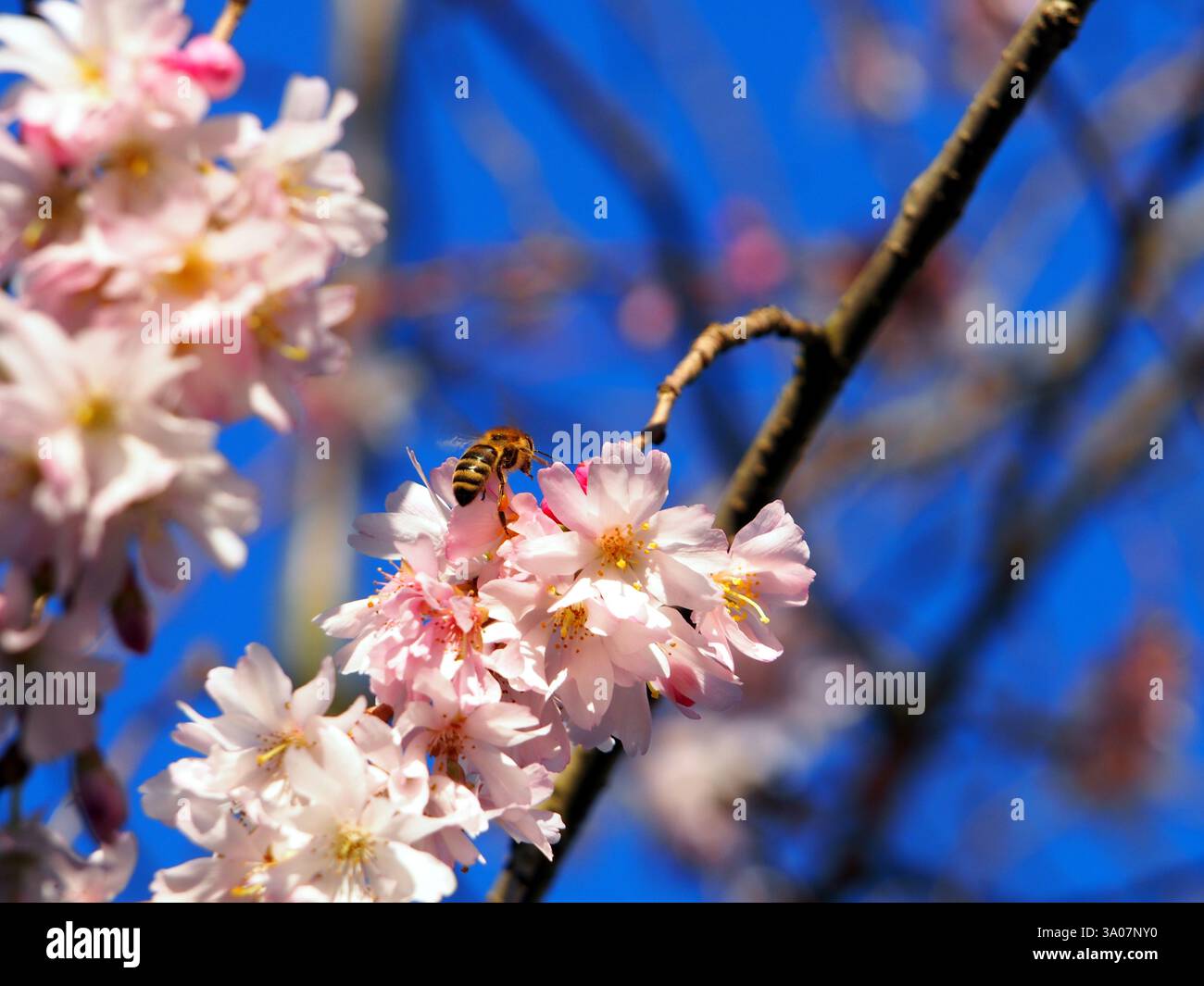 Gros plan d’une abeille européenne (apis mellifera) approchant un amas de fleurs de la cerise à fleurs hivernales (Prunus × subhirtella). Concept : p Banque D'Images