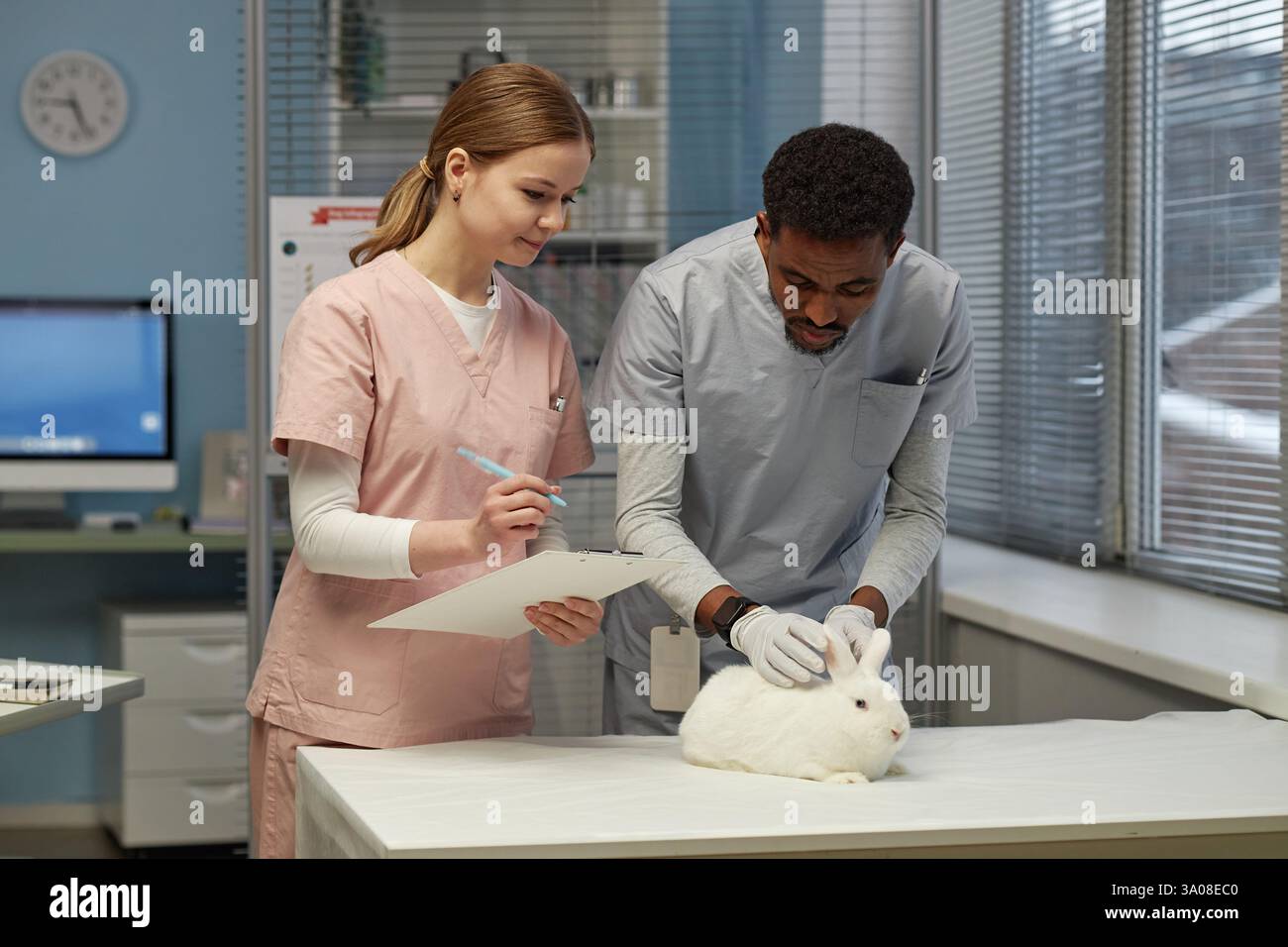Plein plan moyen de vétérinaire mâle noir effectuant un examen physique sur un petit lapin mignon tandis que l'assistante féminine écrivant des notes sur le presse-papiers à l'hôpital pour animaux Banque D'Images