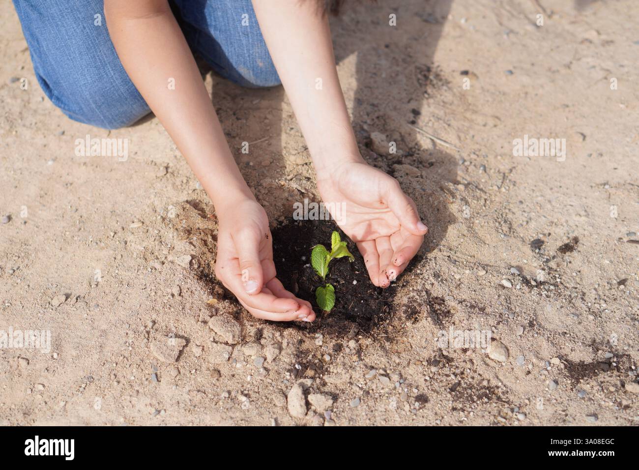 bénévole protégeant une petite plante avec ses mains lors d’une activité d’assainissement de l’environnement Banque D'Images