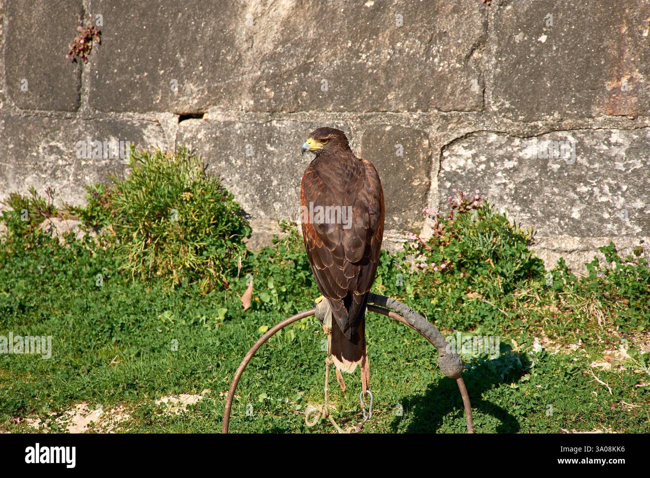 Un faucon de Harris (Parabuteo unicinctus) se perche sur un gant de fauconnier, mettant en valeur ses talons tranchants et sa position puissante. Banque D'Images