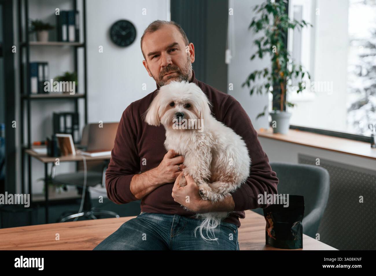 Assis sur la table. Homme en vêtements décontractés est à l'intérieur avec son chien maltais mignon. Banque D'Images