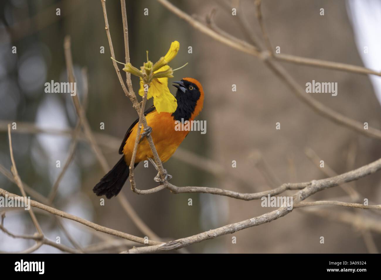 Oriole à dos orange (icterus croconotus), sur fleur jaune, Pantanal, Brésil, Amérique du Sud Banque D'Images