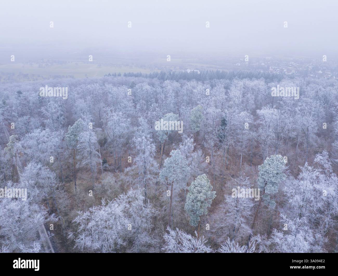 Vue brumeuse sur une forêt couverte de gel s'étendant à l'horizon, Gechingen, district de Calw, Forêt Noire, Allemagne, Europe Banque D'Images