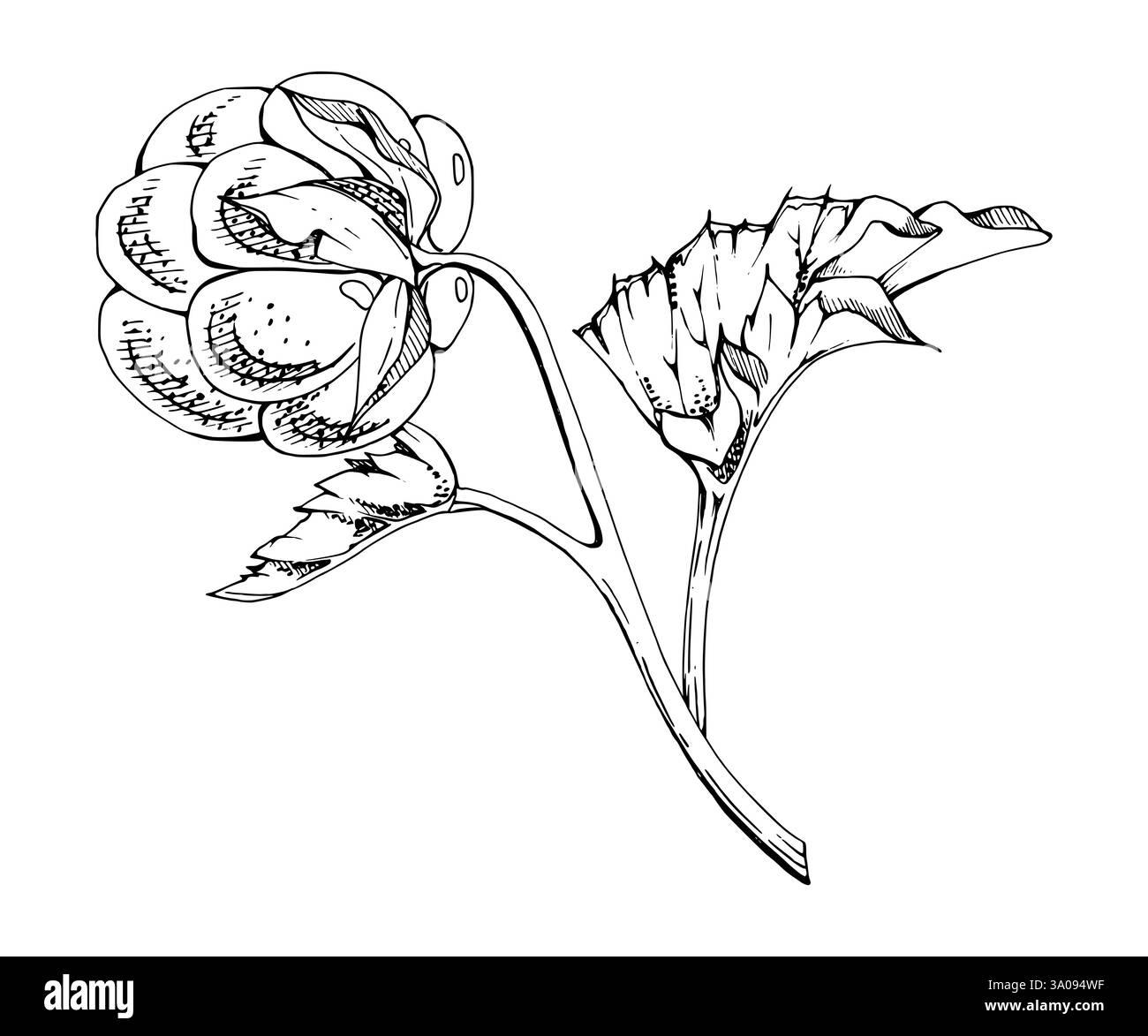 Framboise cloudberry avec des feuilles de plante sur la tige, encre vectorielle dessinée à la main, baie de forêt scandinave mûre en ligne. Illustration botanique isolée pour Illustration de Vecteur