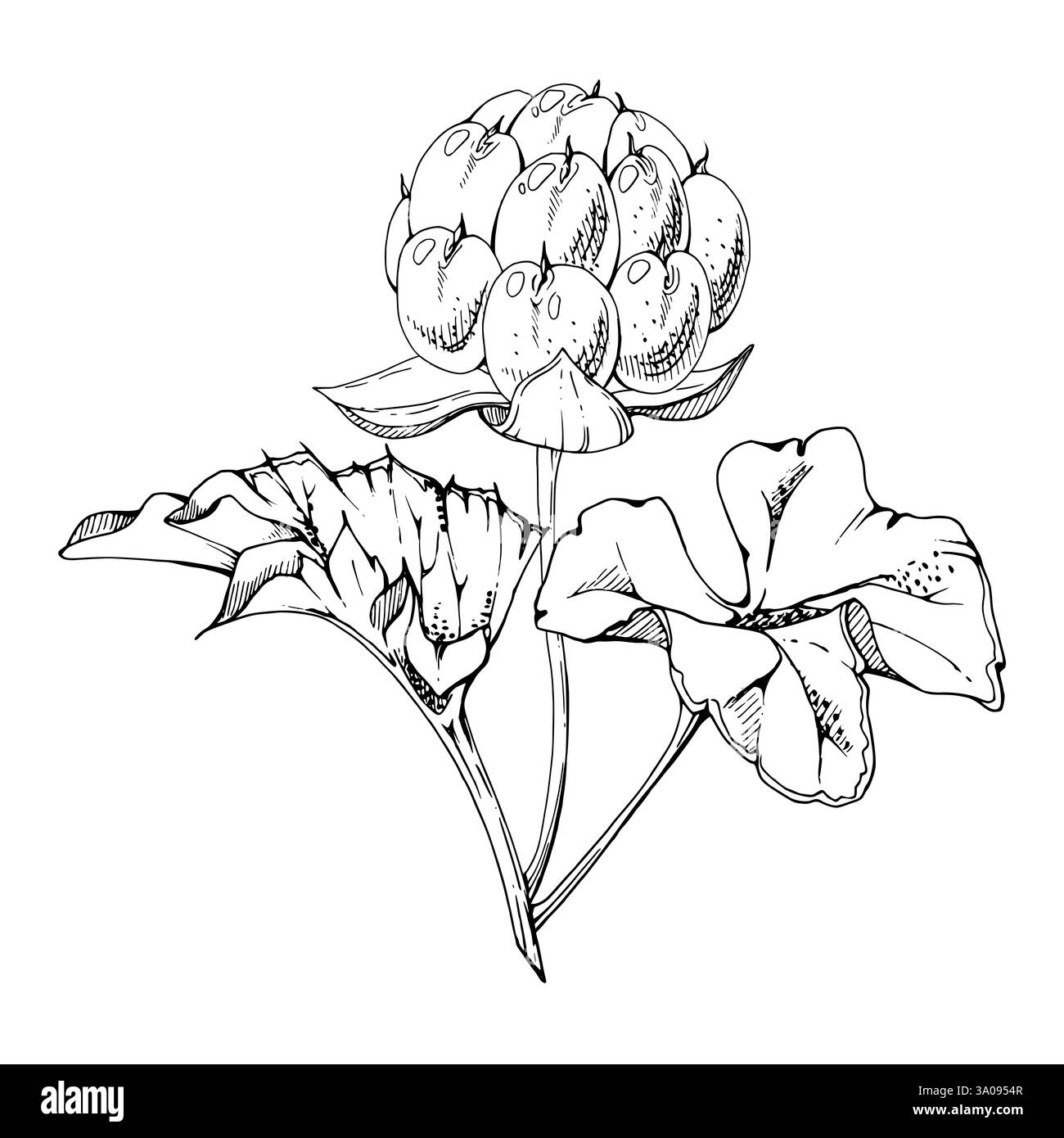 Framboise cloudberry avec des feuilles de plante sur la tige, encre vectorielle dessinée à la main, baie de forêt scandinave mûre en ligne. Illustration botanique isolée pour Illustration de Vecteur