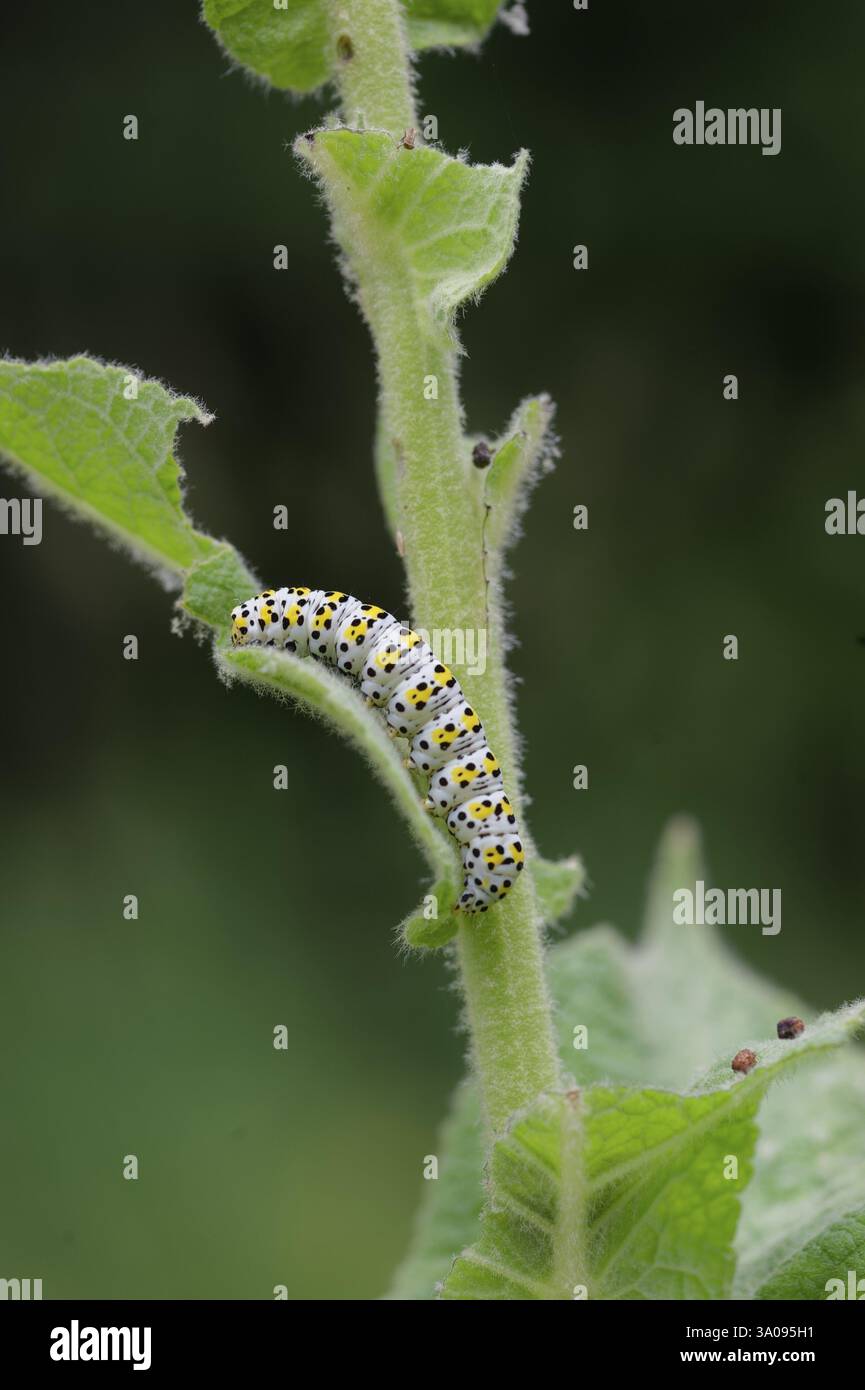 Moine molène (Cucullia verbasci), chenille, larve, papillon, insecte, Waldenburg, Michelfeld, Hohenlohe, Allemagne, Europe Banque D'Images