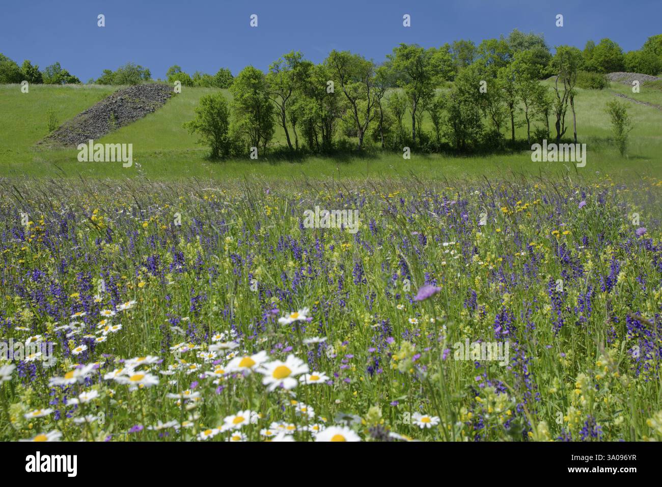 Paysage culturel avec bar en pierre, prairie de fleurs, printemps, sauge de prairie, Marguerite, vallée de Kocher, Kocher, Kuenzelsau, Allemagne, Europe Banque D'Images