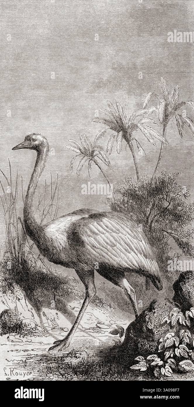 Rhea aka Ñandu ou autruche américaine. Tiré du Journal d'un voyage au détroit de Magellan et dans les canaux reçus de la Côte occidentale de la Patagonie ou Journal d'un voyage au détroit de Magellan et les canaux latéraux de la côte ouest de la Patagonie, 1856 - 1859, par M.V. de Rochas. En vedette dans le Tour du monde, publié en 1861 Banque D'Images
