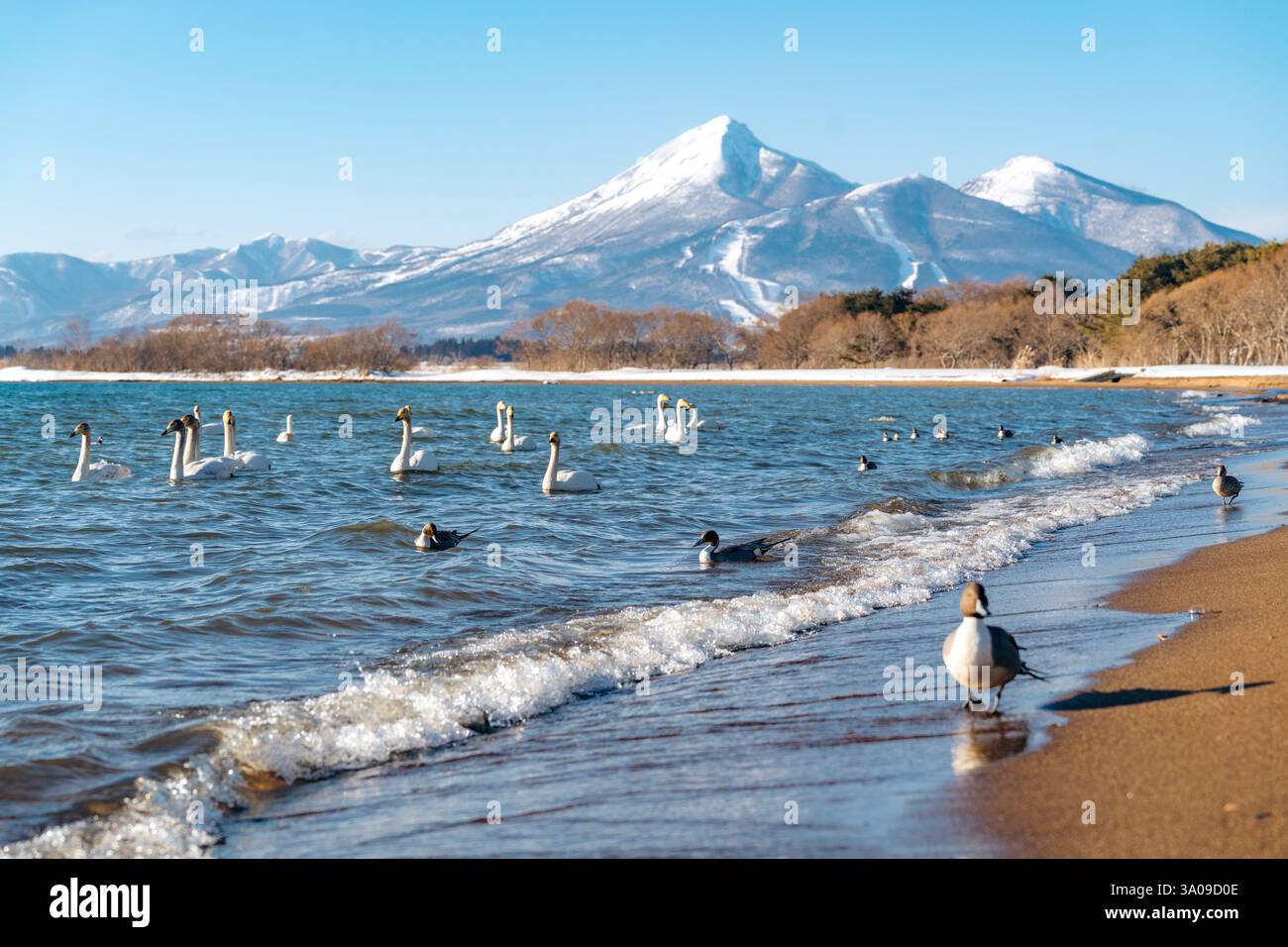 Cygnes et canards sur le lac Inawashiro, Japon, scène hivernale Banque D'Images