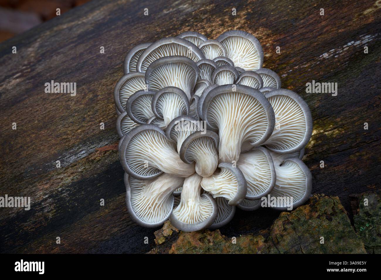 Champignons comestibles au goût excellent, Pleurotus ostreatus groupe de champignons poussant sur le tronc mort d'un arbre. Banque D'Images
