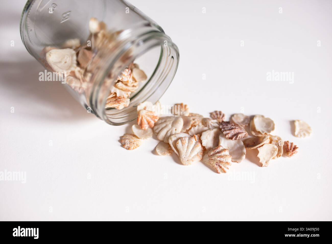 coquillages de patte de chaton renversant hors du pot en verre fond blanc Banque D'Images