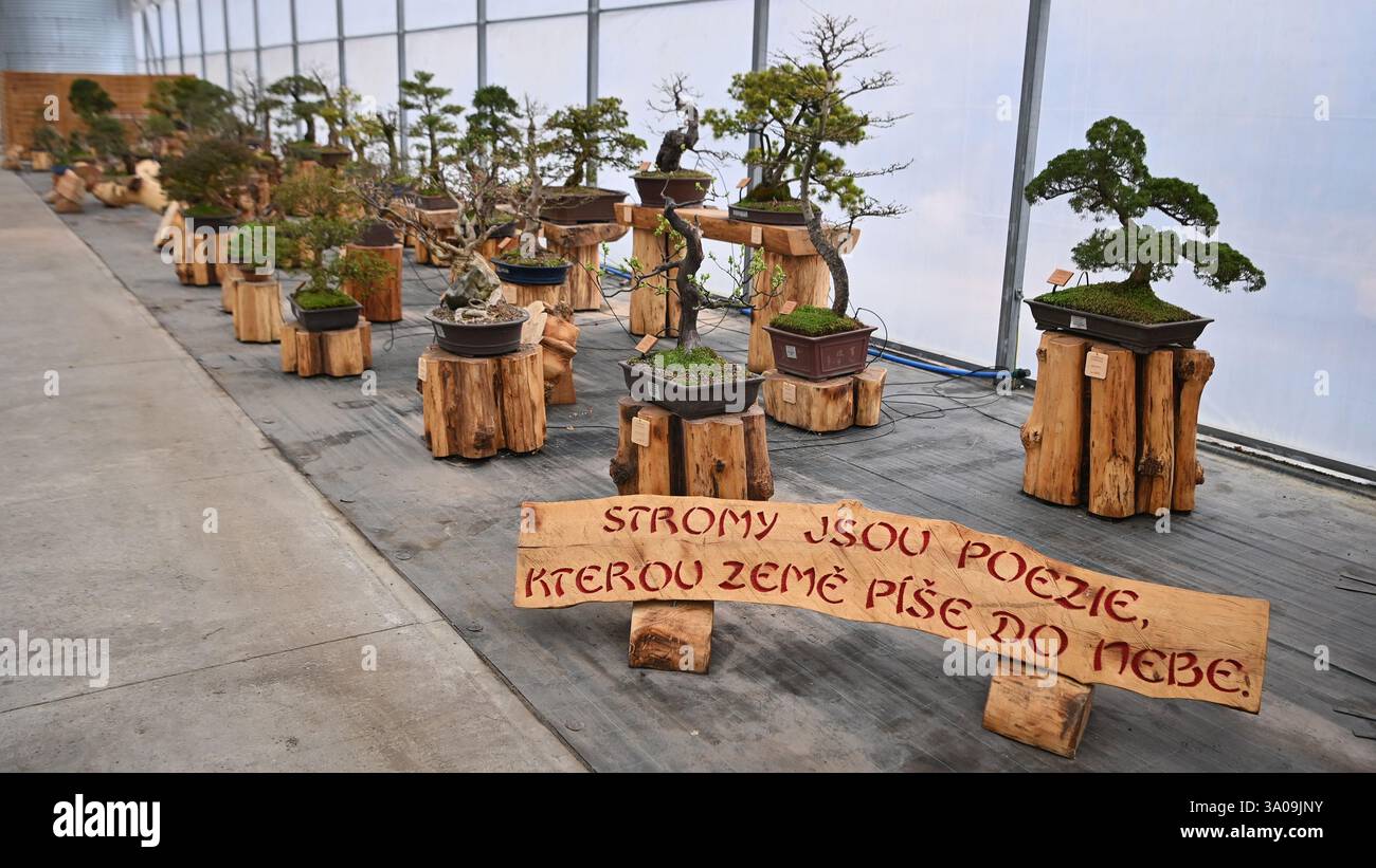 Ostrava, République tchèque. 01 mars 2025. Visite guidée axée sur le bonsaï dans le jardin zoologique et le parc botanique d'Ostrava, République tchèque, le 1er mars 2025. En japonais, bonsaï signifie « arbre dans un pot ». C'est une méthode spéciale de façonner et de couper les arbres cultivés dans des récipients en céramique. Environ 20 espèces d'arbres différents peuvent être trouvées ici. La plupart des arbres ont environ 40-50 ans, mais il y a aussi des spécimens dont l'âge est estimé à 90-100 ans. Crédit : Jaroslav Ozana/CTK photo/Alamy Live News Banque D'Images