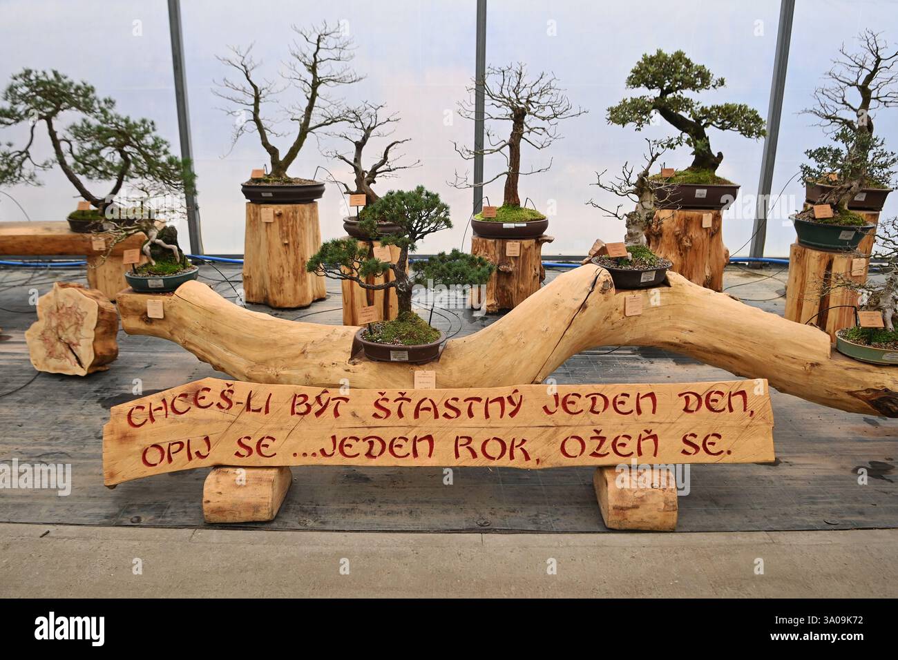 Ostrava, République tchèque. 01 mars 2025. Visite guidée axée sur le bonsaï dans le jardin zoologique et le parc botanique d'Ostrava, République tchèque, le 1er mars 2025. En japonais, bonsaï signifie « arbre dans un pot ». C'est une méthode spéciale de façonner et de couper les arbres cultivés dans des récipients en céramique. Environ 20 espèces d'arbres différents peuvent être trouvées ici. La plupart des arbres ont environ 40-50 ans, mais il y a aussi des spécimens dont l'âge est estimé à 90-100 ans. Crédit : Jaroslav Ozana/CTK photo/Alamy Live News Banque D'Images