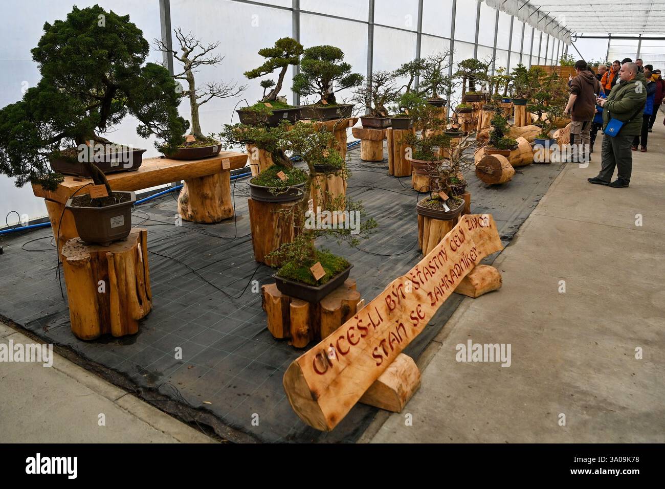 Ostrava, République tchèque. 01 mars 2025. Visite guidée axée sur le bonsaï dans le jardin zoologique et le parc botanique d'Ostrava, République tchèque, le 1er mars 2025. En japonais, bonsaï signifie « arbre dans un pot ». C'est une méthode spéciale de façonner et de couper les arbres cultivés dans des récipients en céramique. Environ 20 espèces d'arbres différents peuvent être trouvées ici. La plupart des arbres ont environ 40-50 ans, mais il y a aussi des spécimens dont l'âge est estimé à 90-100 ans. Crédit : Jaroslav Ozana/CTK photo/Alamy Live News Banque D'Images