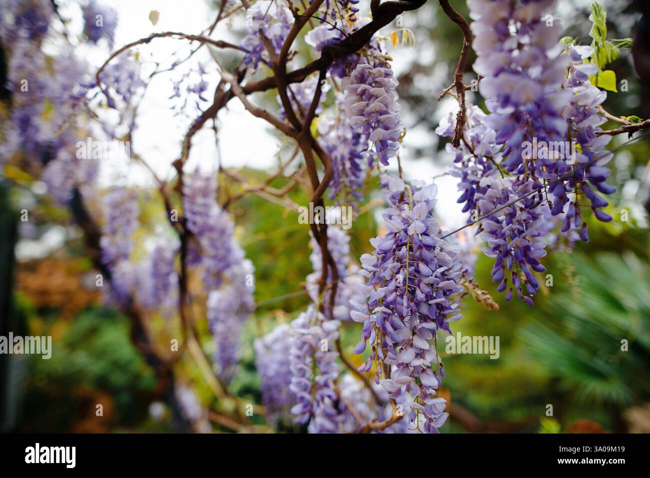 ?Perdre de branche d'arbre en fleurs au parc Guell Banque D'Images