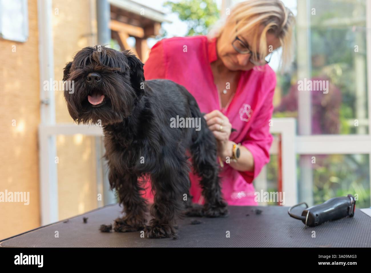 Le toiletteur femelle peigne le dos du chien Black Schnauzer. Horizontalement. Banque D'Images