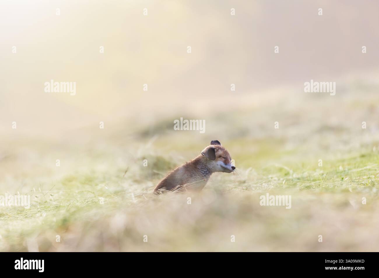 Portrait d'un joli petit renard mignon assis seul dans le champ. au soleil tôt le matin. Horizontalement. Banque D'Images