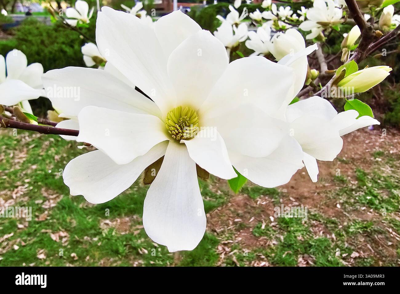 Arbre magnolia fleuri avec belle fleur blanche au printemps Banque D'Images Arbre magnolia fleuri avec belle fleur blanche au printemps Banque D'Images