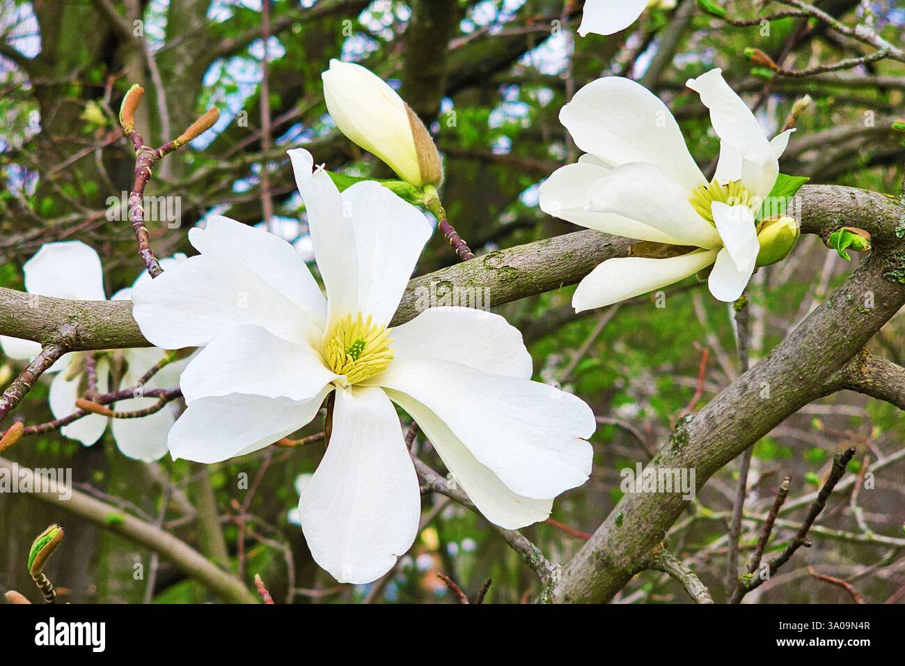 Arbre magnolia fleuri avec de belles fleurs blanches au printemps Banque D'Images Arbre magnolia fleuri avec de belles fleurs blanches au printemps Banque D'Images