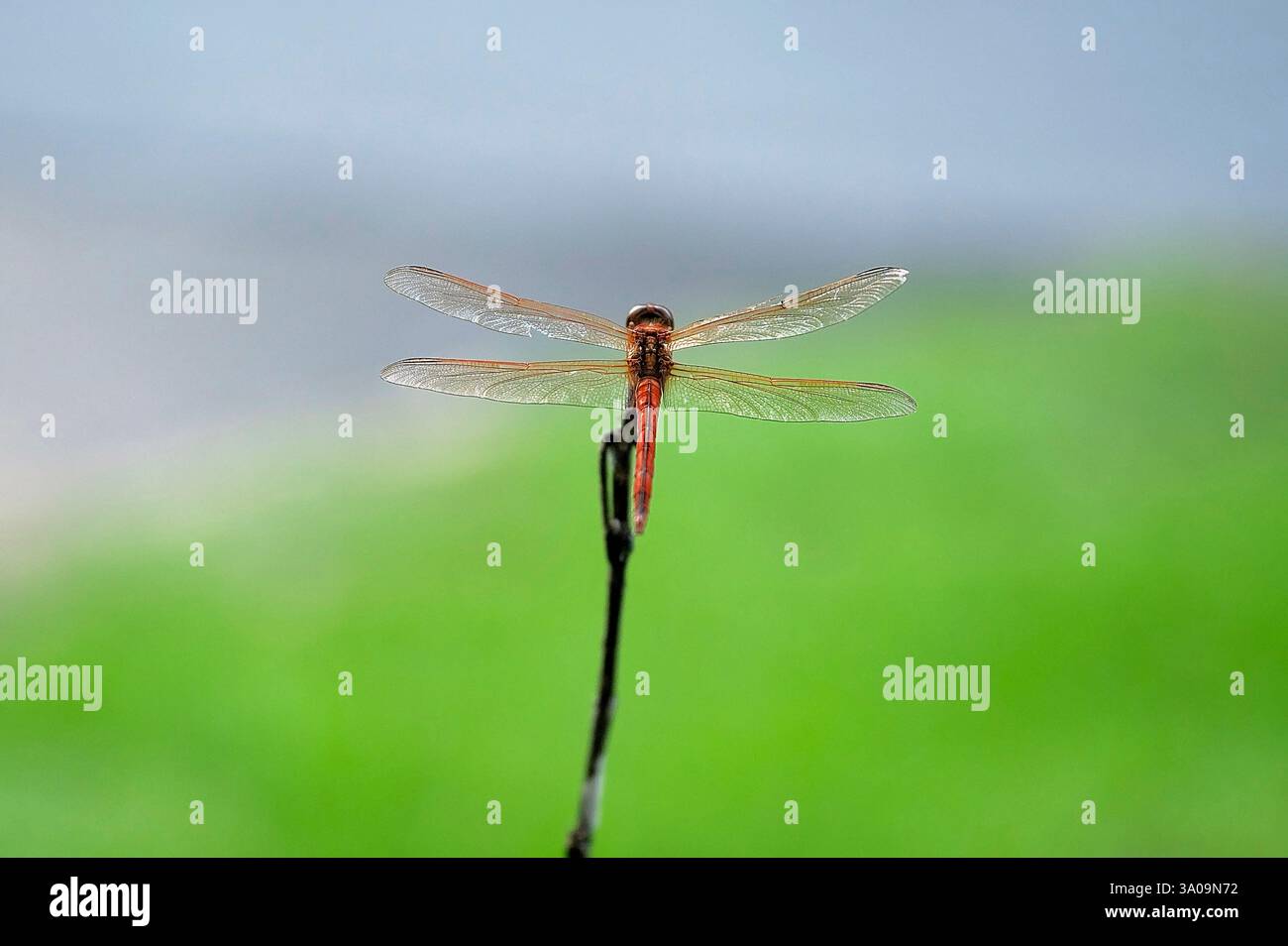 Une libellule perchée sur une brindille sur un fond flou Banque D'Images