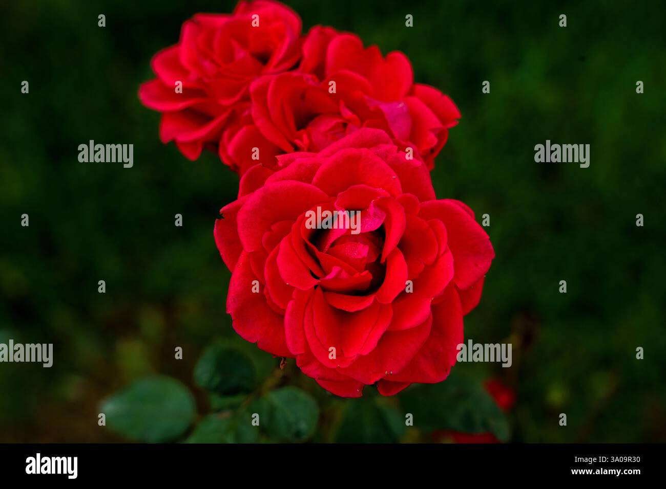 Trois roses rouges sont dans un champ vert Banque D'Images