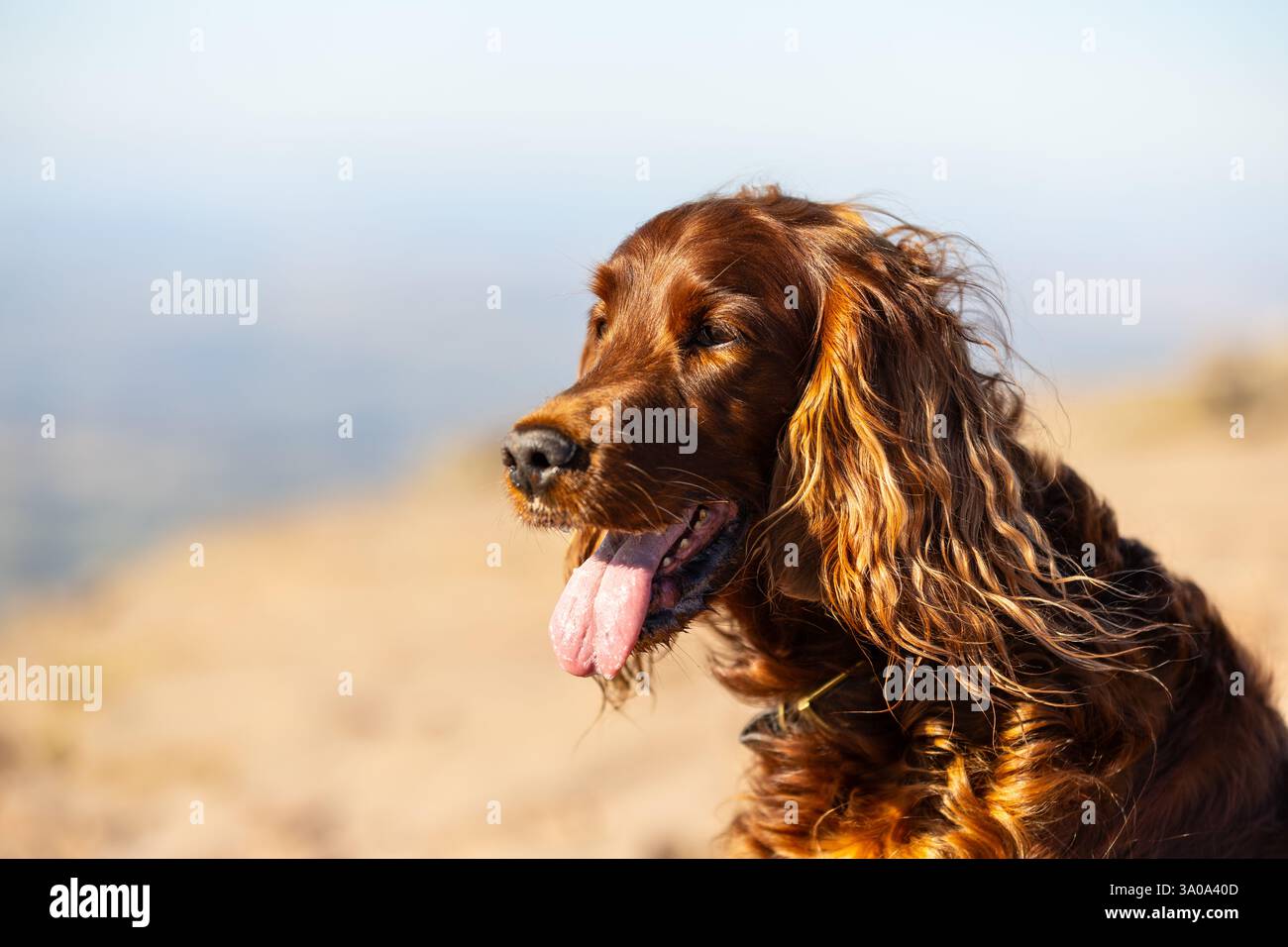 Chien Setter rouge irlandais femelle photographié dans les montagnes du sud du pays de Galles, Royaume-Uni Banque D'Images