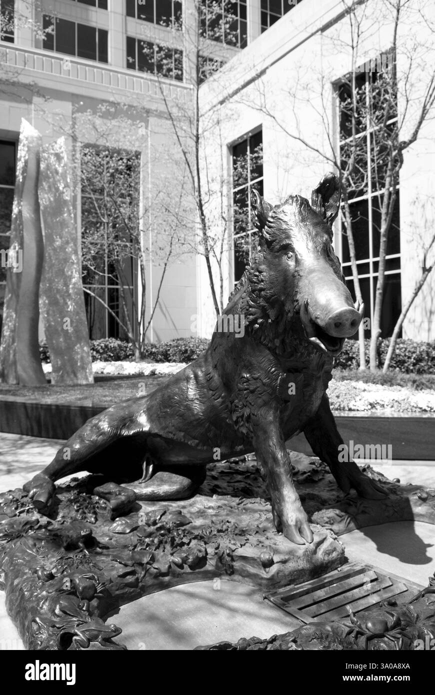 'Il Porcellino' – la statue originale de sanglier sauvage à Greenville, Caroline du Sud, États-Unis. Une réplique en bronze du célèbre sanglier florentin. Banque D'Images