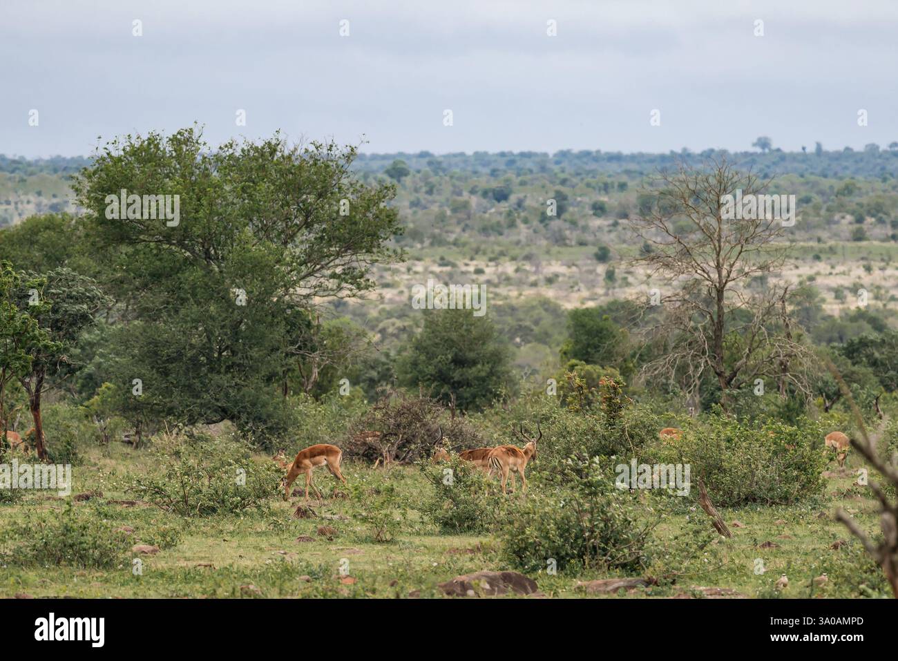 Groupe d'impalas paissent dans une savane arbuste. Impala, antilope africaine à pieds noirs. Safari dans le parc national Kruger, Afrique du Sud. Banque D'Images