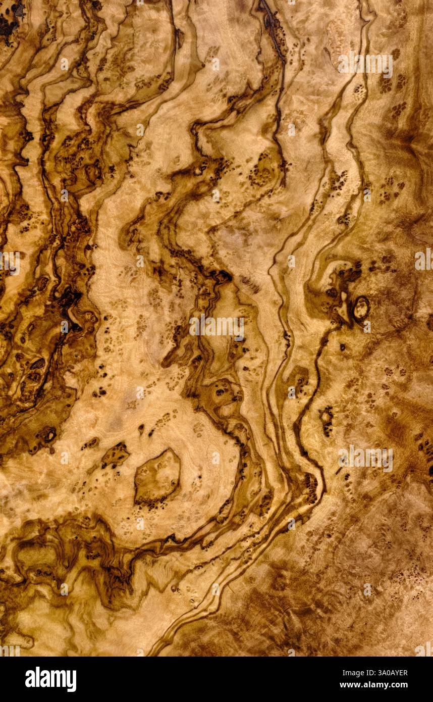 Texture en bois du vieil olivier, gros plan, fond abstrait Banque D'Images