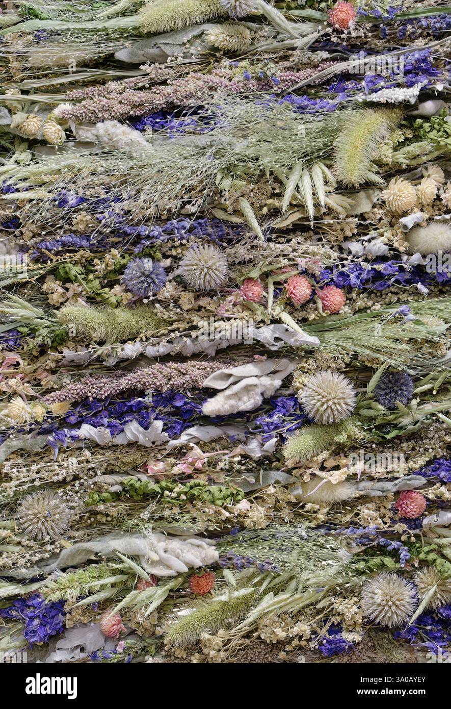 Panneau décoratif composé de plantes sauvages séchées, fleurs et lichens, gros plan, fond abstrait Banque D'Images