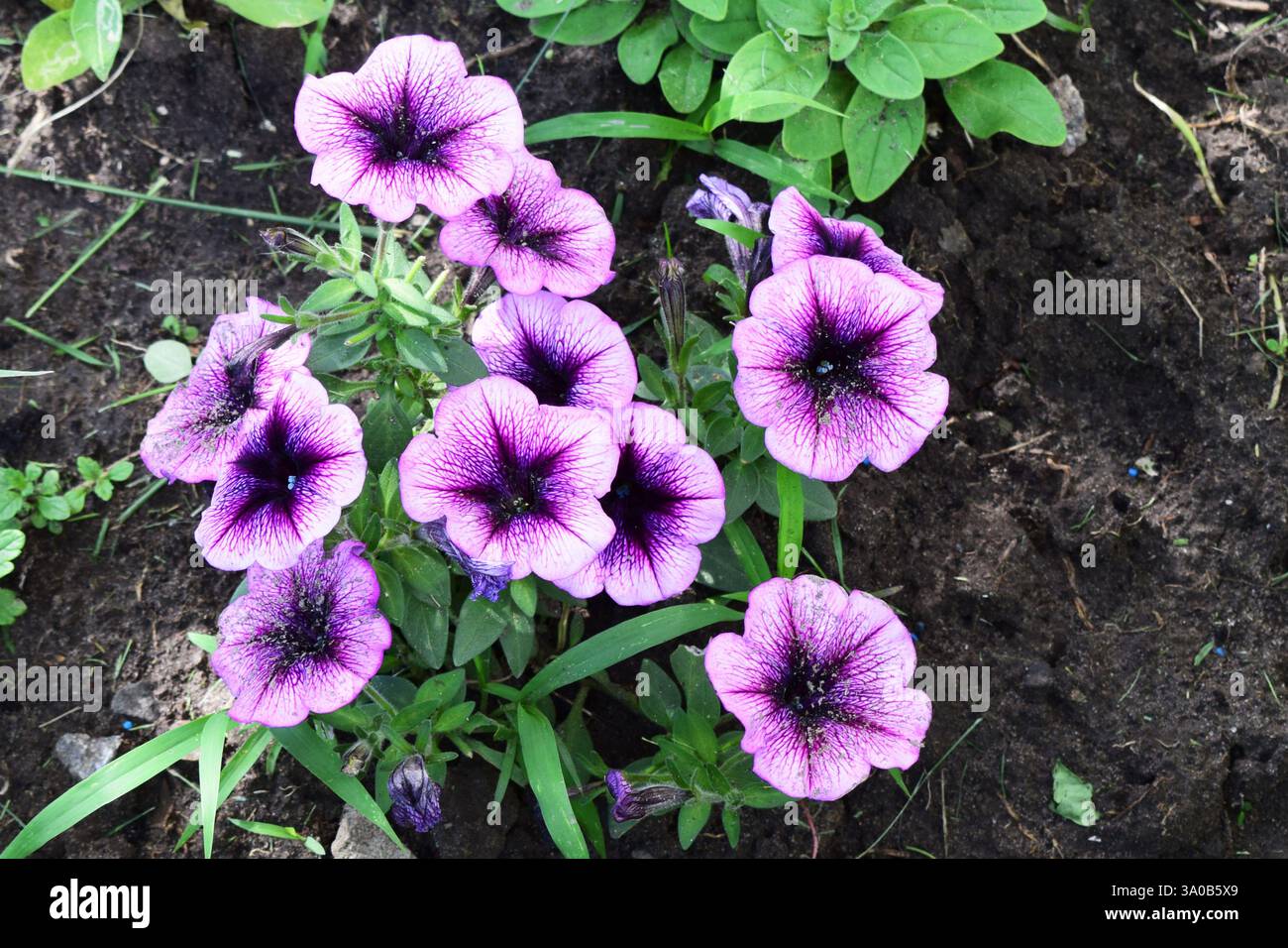 Un groupe de fleurs de pétunia violettes vibrantes avec des centres sombres poussant dans un jardin. Les fleurs sont entourées de feuilles vertes et plantées dans le sol. Banque D'Images