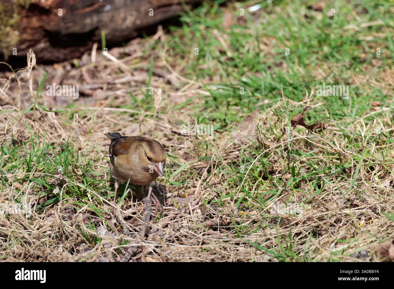 Femelle Chaffinch Fringilla coelebs, plumage hivernal buffish blanc épaule patch et barre d'aile lignes brun gris foncé sur le bec gris couronne à nuque Banque D'Images