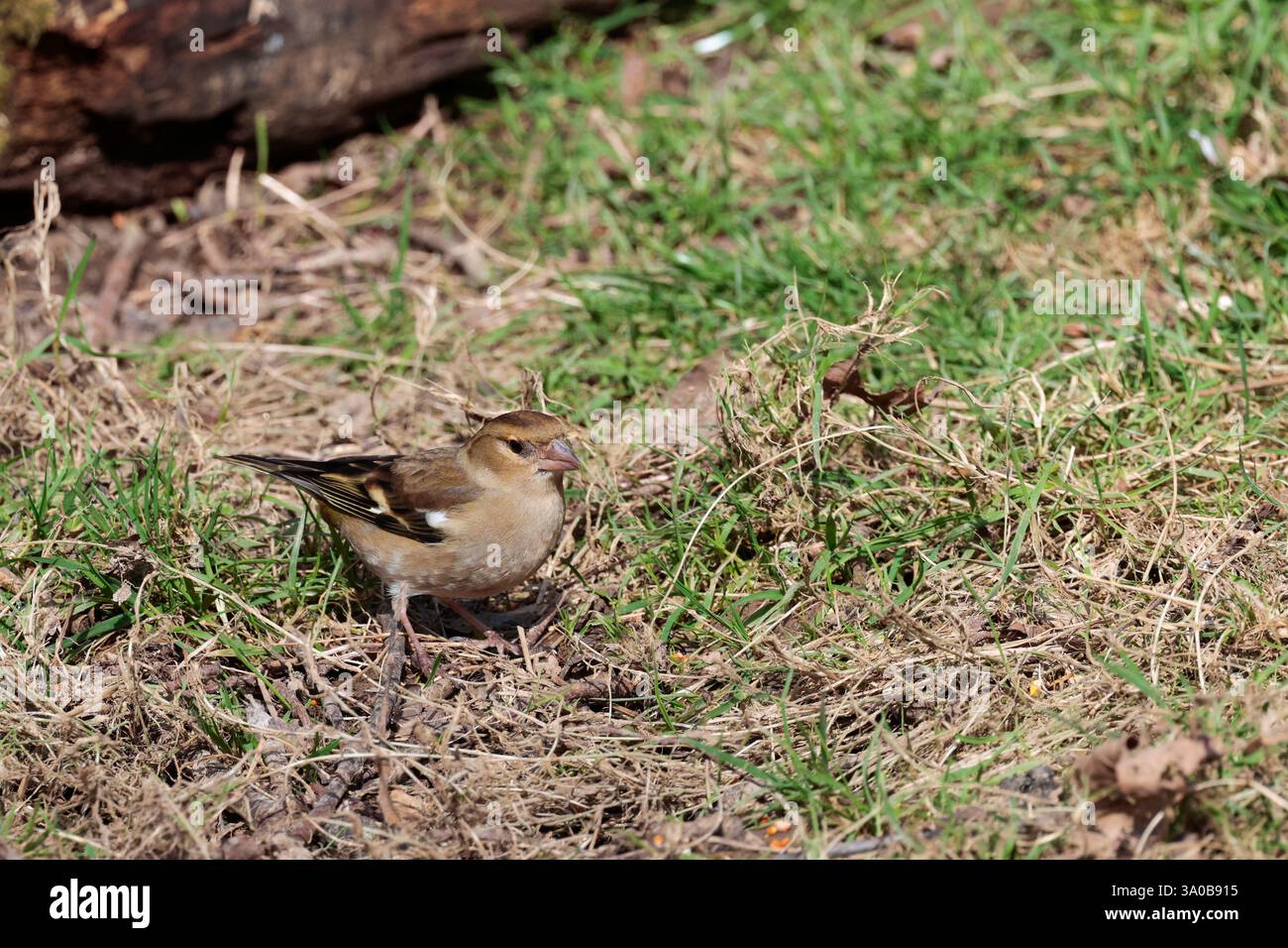 Femelle Chaffinch Fringilla coelebs, plumage hivernal buffish blanc épaule patch et barre d'aile lignes brun gris foncé sur le bec gris couronne à nuque Banque D'Images