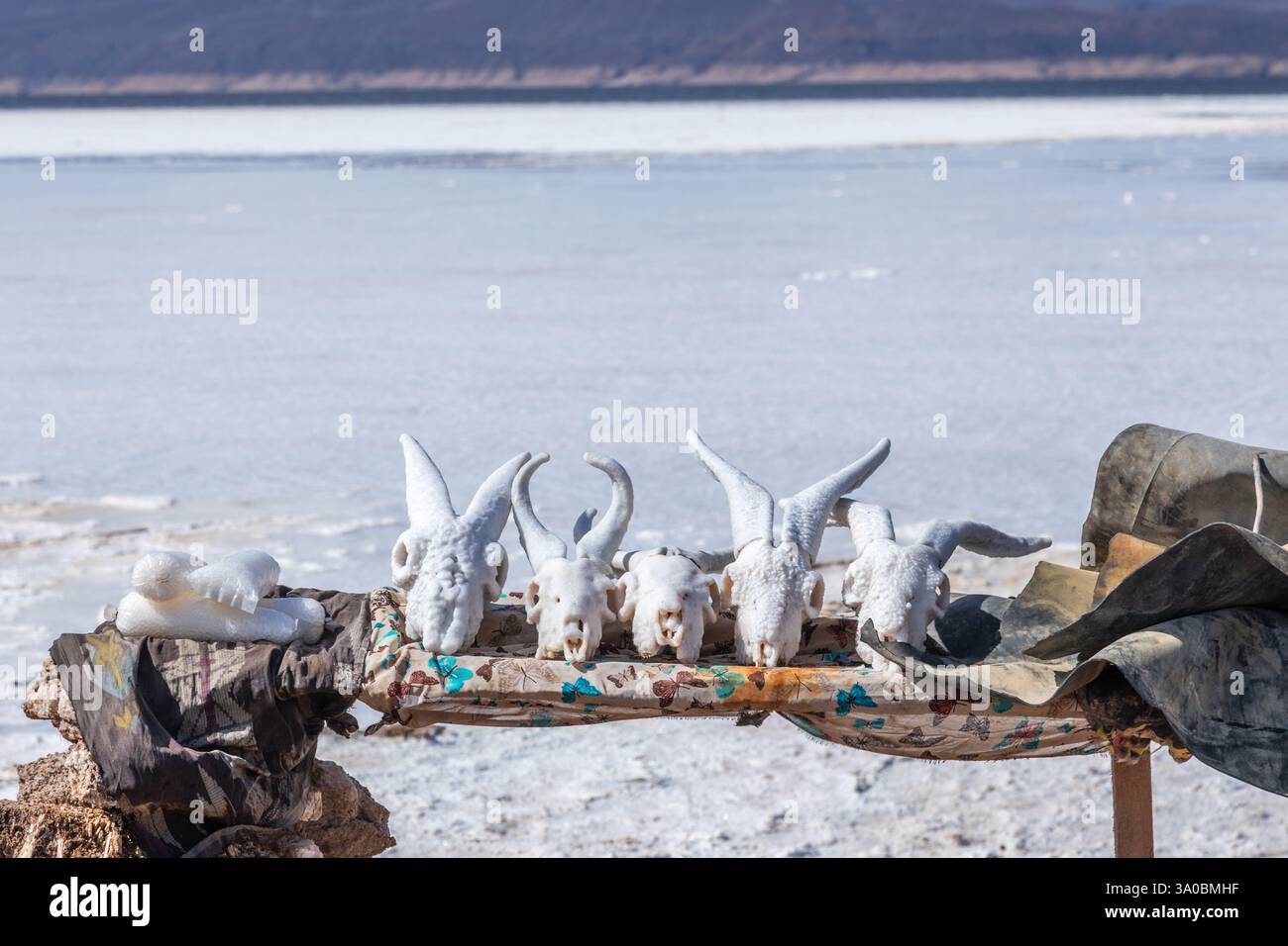 Crânes de chèvre salés en vente comme souvenirs au marché local, lac salé du Lac Assal, région de Tadjourah, Djibouti, Afrique Banque D'Images