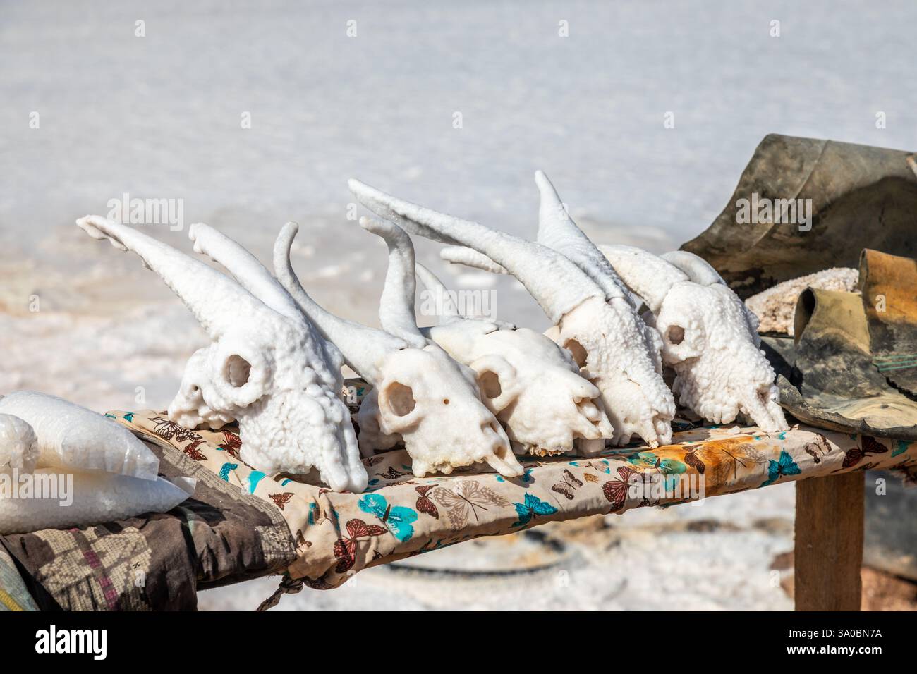 Crânes de chèvre salés en vente comme souvenirs au marché local, lac salé du Lac Assal, région de Tadjourah, Djibouti, Afrique Banque D'Images