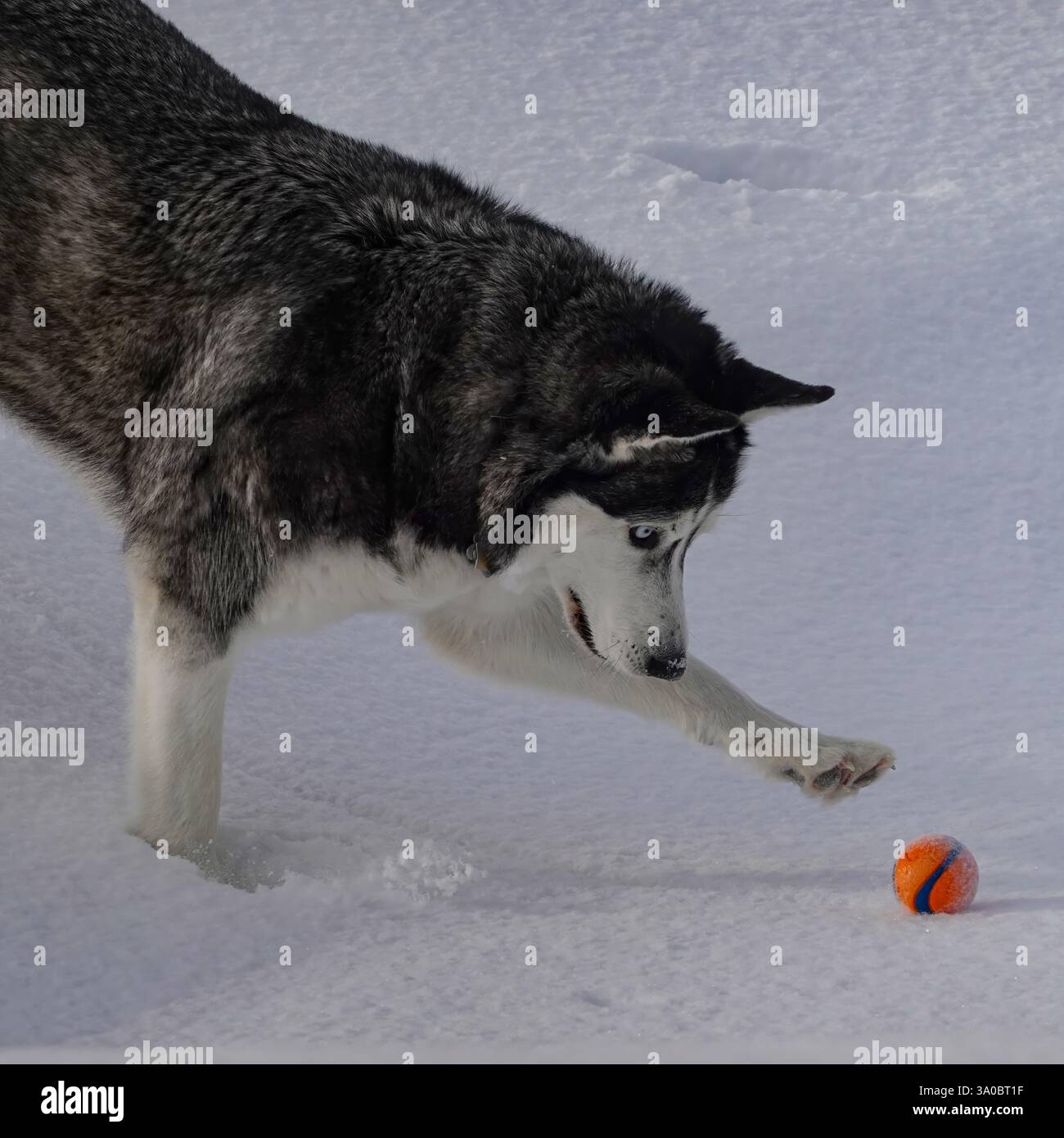 Husky sibérien toucher doucement et jouer à Ball in Snow Banque D'Images